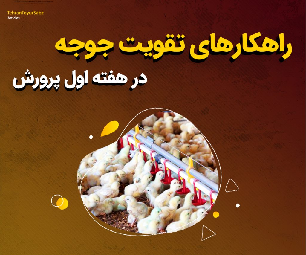 راهکارهای تقویت جوجه در هفته اول پرورش