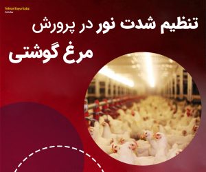 تنظیم شدت نور در پرورش مرغ گوشتی