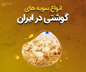 انواع سویه های گوشتی در ایران