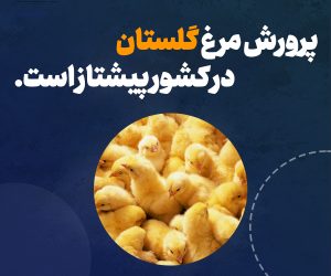 130 میلیون قطعه جوجه یکروزه در تیرماه 1402