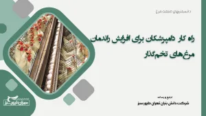 راهکار دامپزشکان برای افزایش راندمان مرغ‌های تخم‌گذار