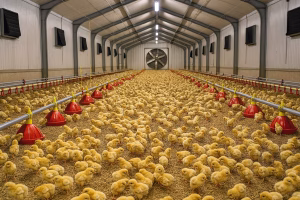 کاهش تلفات جوجه یکروزه: ۱۰ راهکار عملی برای زیر ۱.۵٪ تلفات